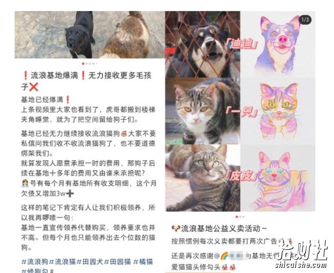 小红书蓝海类赛道:小动物打赏与购买变现副业项目,一条龙玩法分享给你!