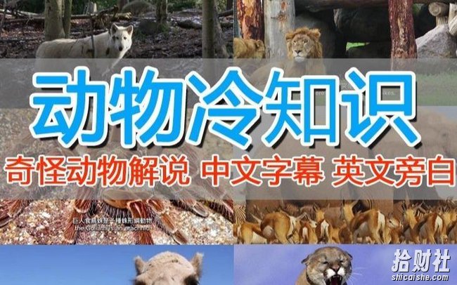 外面卖1699的国外纪录片解说(动物解说、美食、动画片)稳过中视频